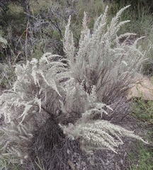 Artemisia filifolia