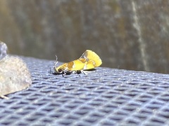 Epicallima argenticinctella