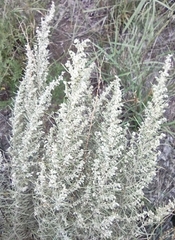 Artemisia filifolia