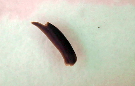 Runcina australis