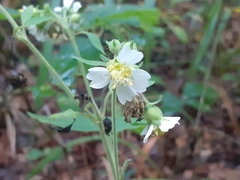 Polymnia canadensis