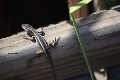 Liolaemus gravenhorstii