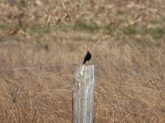 Hymenops perspicillatus