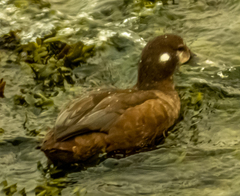 Histrionicus histrionicus