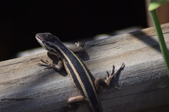 Liolaemus gravenhorstii