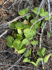Viola orbiculata