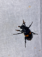 Nicrophorus orbicollis