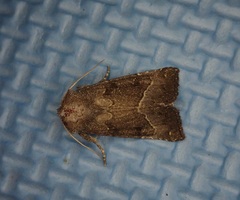 Papaipema nebris