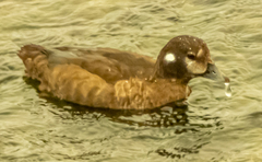 Histrionicus histrionicus