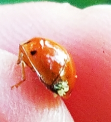 Hesperomyces harmoniae