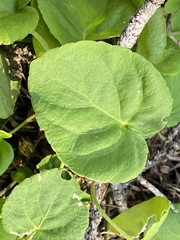 Viola orbiculata