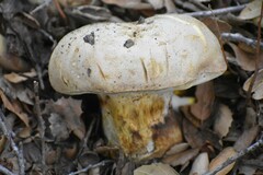 Caloboletus marshii
