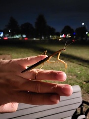 Tenodera angustipennis