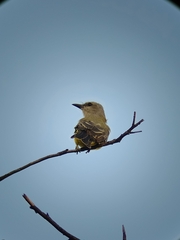Tyrannus melancholicus
