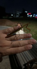Tenodera angustipennis