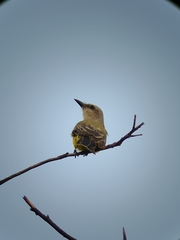 Tyrannus melancholicus