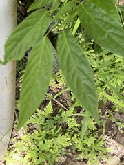 Sohmaea zonata