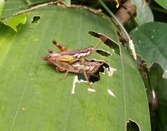 Pseudoxya diminuta