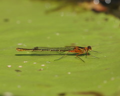 Austrocnemis splendida