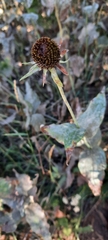 Rudbeckia occidentalis