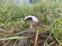 Panaeolus