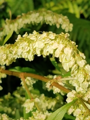 Rumex britannica