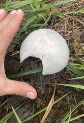 Panaeolus