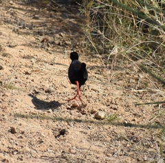 Zapornia flavirostra