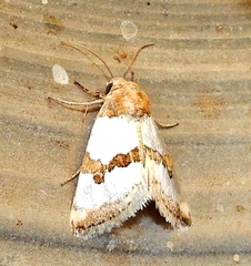 Schinia chrysellus