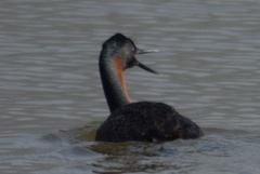 Podiceps major