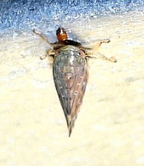 Acinopterus