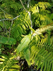 Rumex britannica