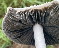 Panaeolus