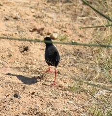 Zapornia flavirostra