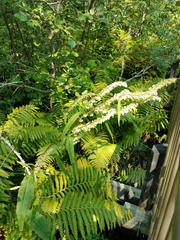 Rumex britannica
