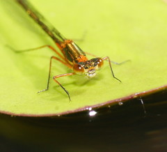 Austrocnemis splendida