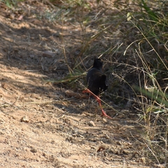 Zapornia flavirostra