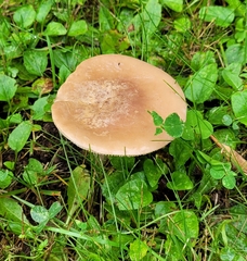 Rhodocybe