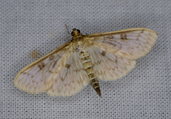 Herpetogramma aquilonalis