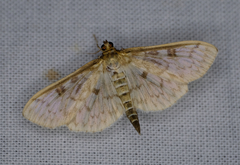 Herpetogramma aquilonalis
