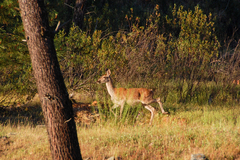Cervus elaphus elaphus