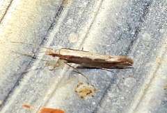 Plutella xylostella