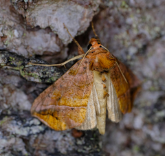 Pseudeva purpurigera