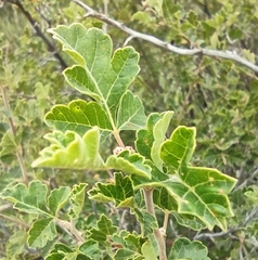 Rhus aromatica
