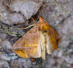 Pseudeva purpurigera