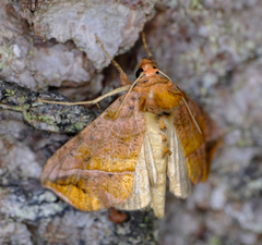 Pseudeva purpurigera