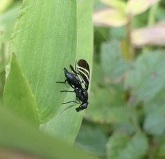 Tritoxa flexa