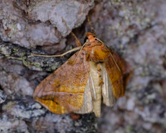 Pseudeva purpurigera