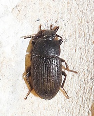 Tenebrioninae