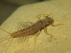 Leptophlebiidae